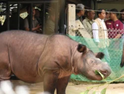 Raja Juli Antoni : Teknologi Reproduksi Berbantu Cegah Badak Sumatera Punah