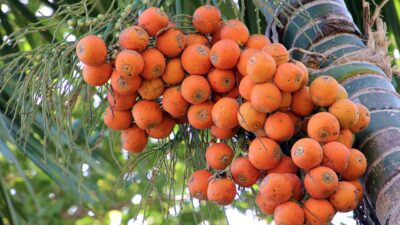 Ini Khasiat Buah Pinang, Diantaranya untuk Kesehatan Kulit