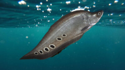 Berwujud Aneh, Ini Manfaat Ikan Belida bagi Kesehatan Tubuh