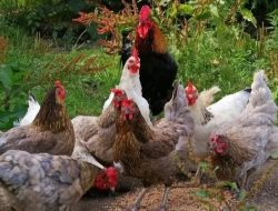 Jawa Barat Gerak Cepat: Antisipasi Lonjakan Harga Ayam dan Telur Akibat Program Makan Bergizi Gratis