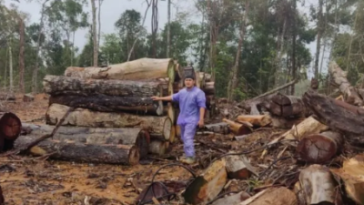 Kemenhut Selidiki Pencucian Kayu Ilegal di Sumatera Utara