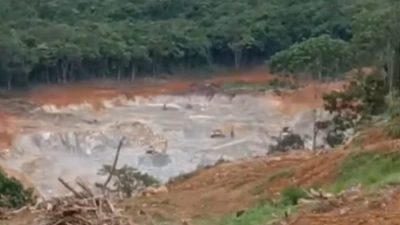 Ratusan Pohon Karet Dan Durian Rusak Akibat Penyerobotan Tanah Sepihak Di Dusun Batu Kambing